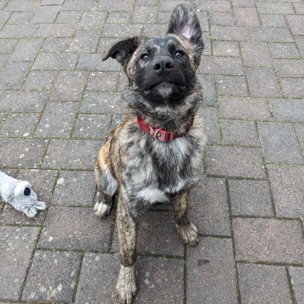 Hundetreffen-Toben im Eingezäunten-Profilbild
