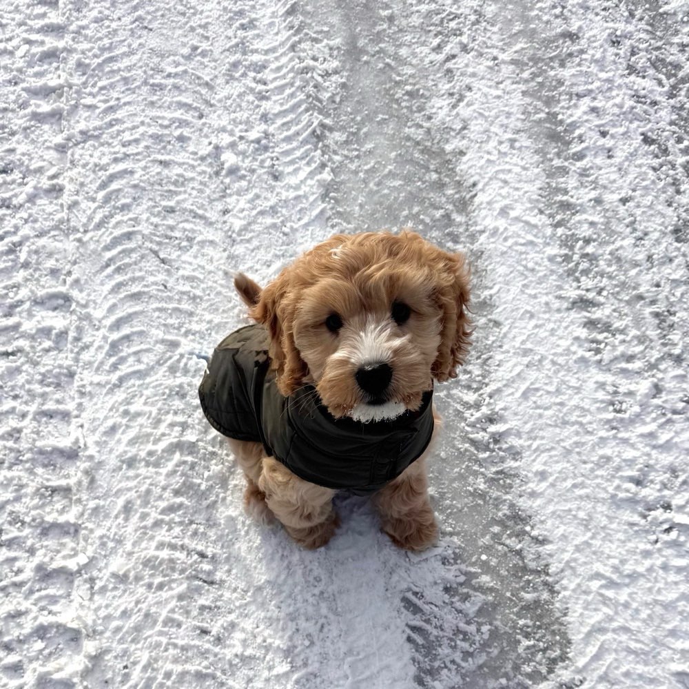Hundetreffen-Welpentreffen Minden-Profilbild