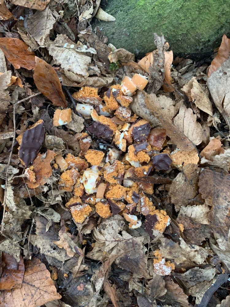 Giftköder-Kekse und Speck ausgelegt-Profilbild