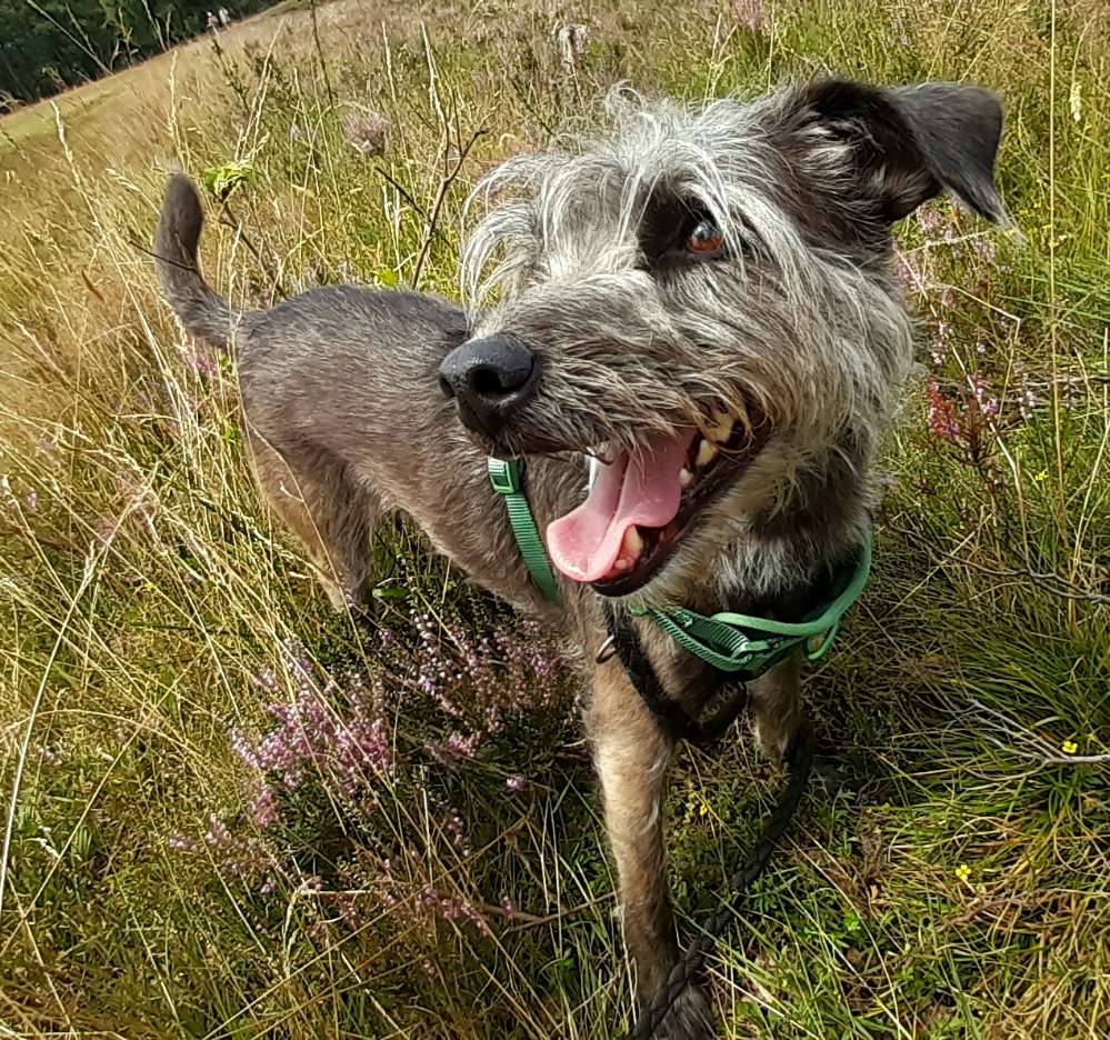 Hundetreffen-Trainings- & Socialwalk-Profilbild