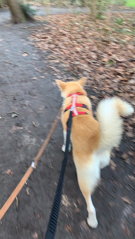 Hundetreffen-Gassi gehen in Selm Bork-Profilbild