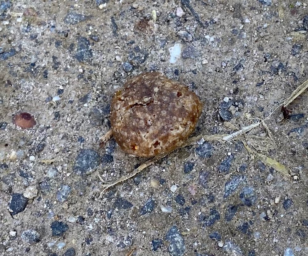 Giftköder-Evtl. Giftköder-Profilbild