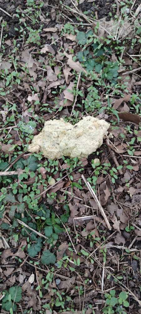 Giftköder-Möglicher Giftköder-Profilbild