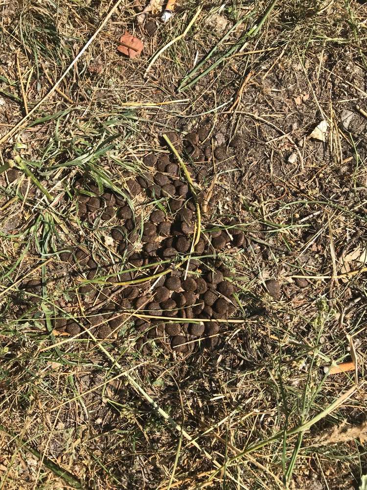 Giftköder-Schladitzer See/ Trockenfutter-Pellets-Profilbild