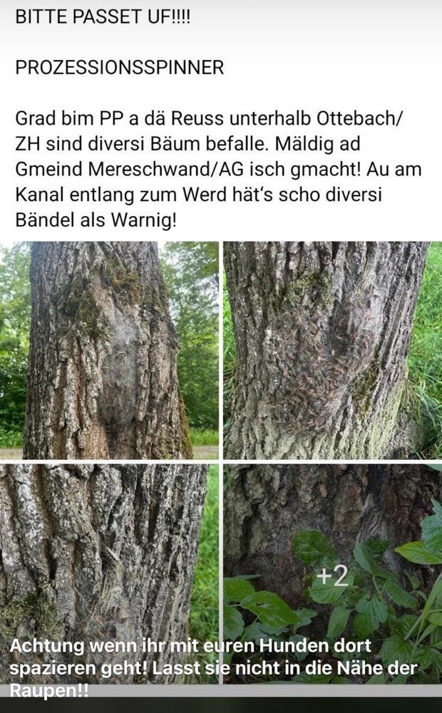 Giftköder-Prozessionsspinner!!!-Profilbild