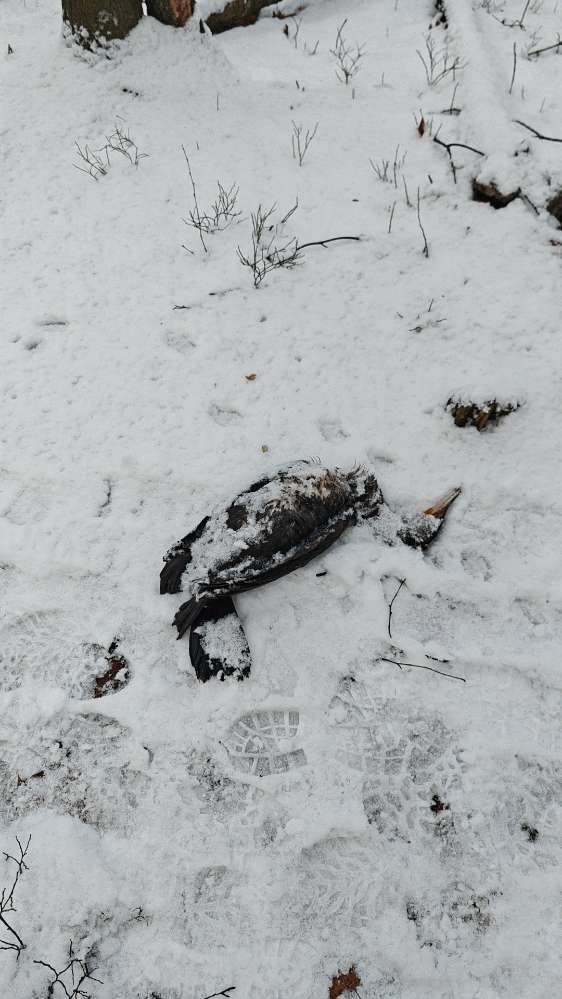 Giftköder-Vogel-Kadaver (Achtung Vogelgrippe)-Profilbild