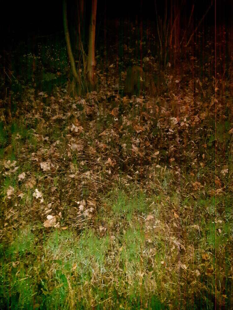 Giftköder-Eventueller Giftköder-Profilbild