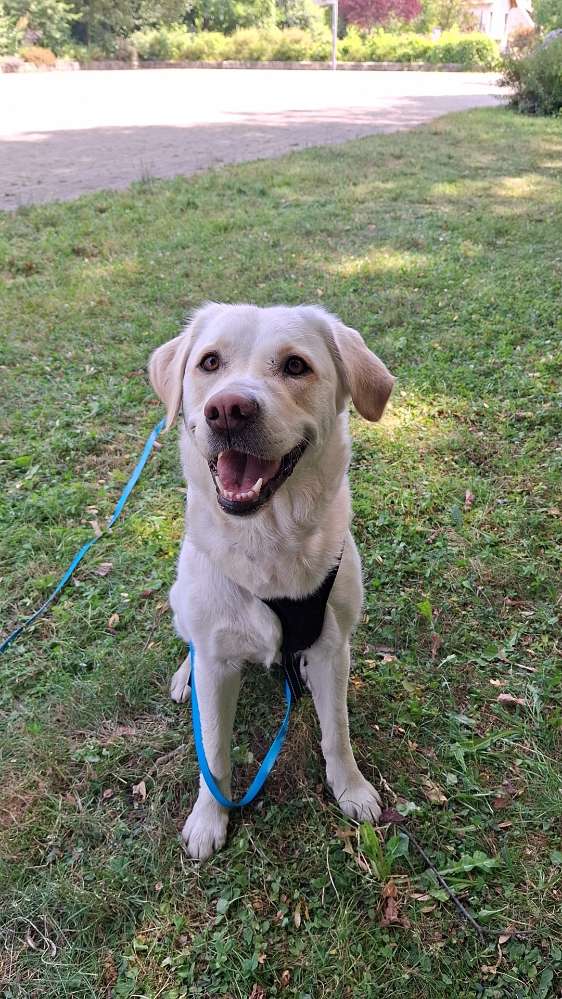 Hundetreffen-Gemeinsame Spaziergänge/Training/Spiel-Profilbild