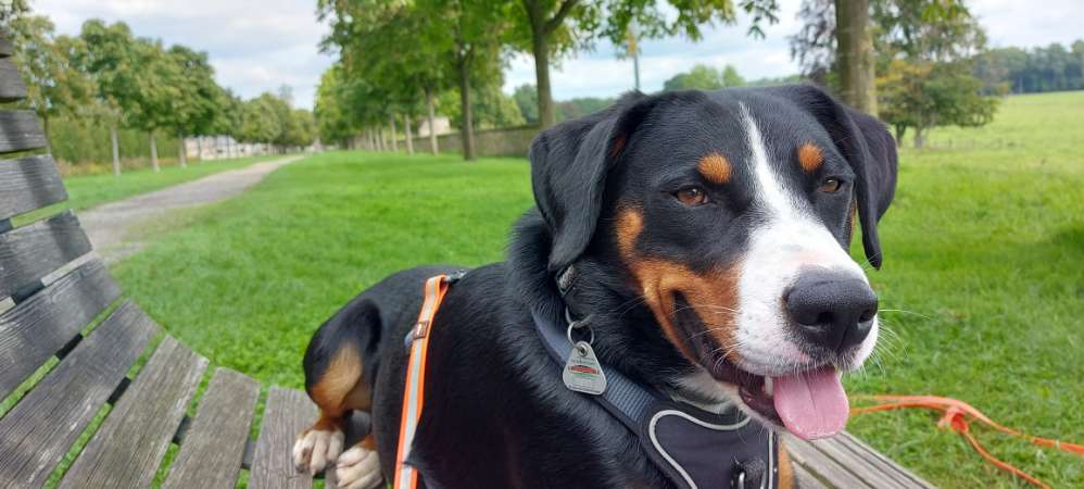 Hundetreffen-Lust auf gemeinsame Gassi-Runden?-Profilbild