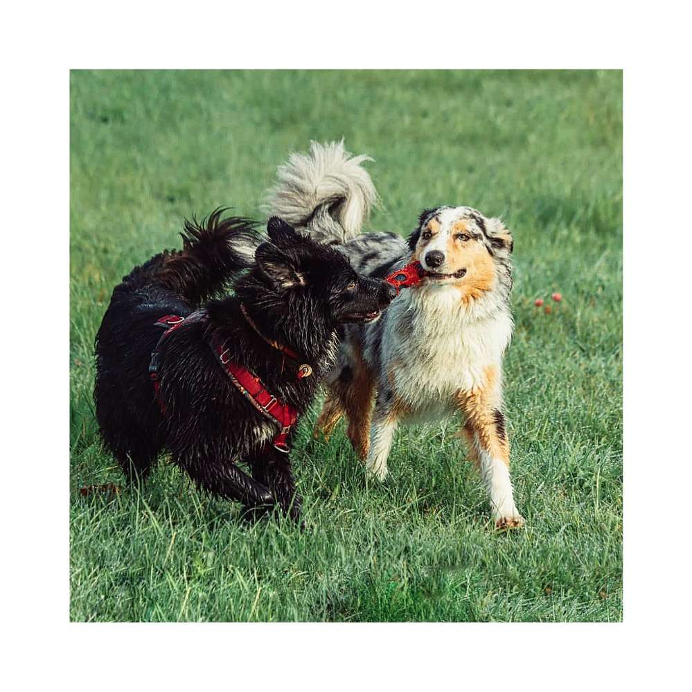 Hundetreffen-Hundespiel und Social Walk im Ostpark-Profilbild