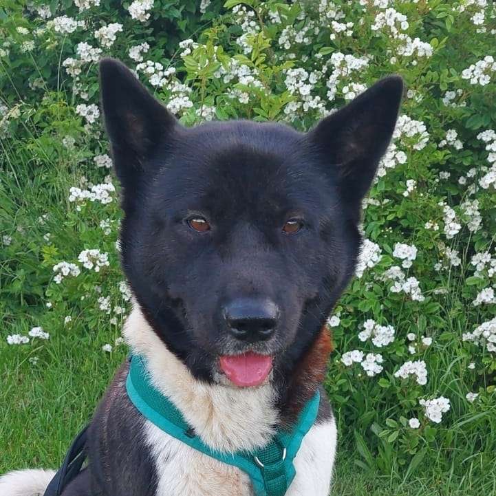 Hundetreffen-Gemeinsam spazieren gehen mit Okami-Profilbild