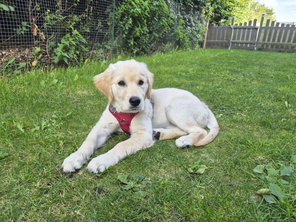 Hundetreffen-Welpentreffen-Profilbild
