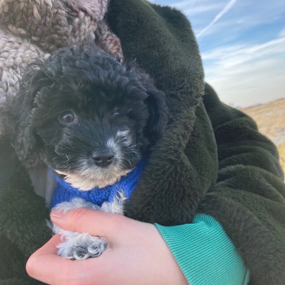 Hundetreffen-Spiel-Buddys für kleinen Welpen gesucht-Profilbild