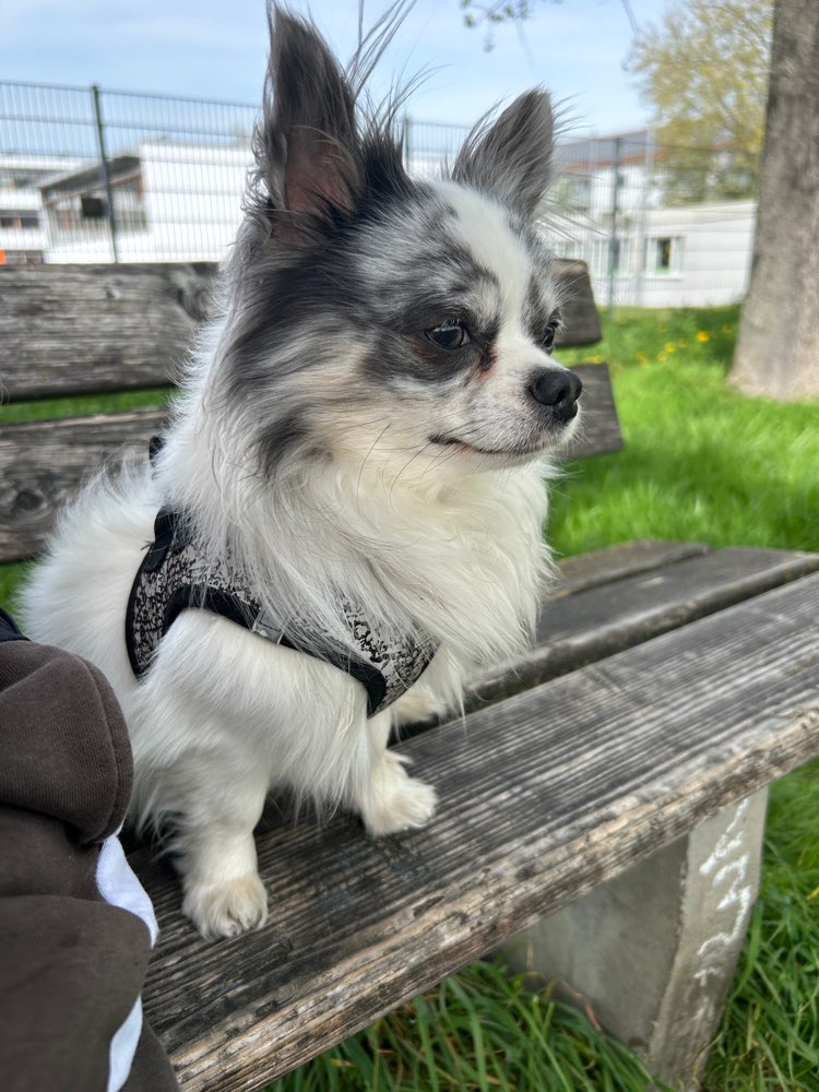 Hundetreffen-Gassirunde der Wertach entlang-Profilbild