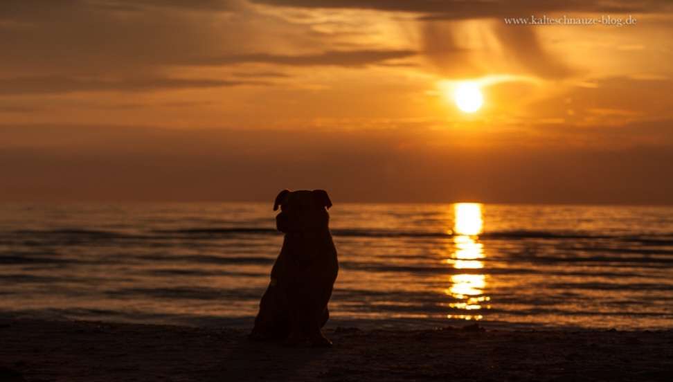 Hundetreffen-Social Walk-Profilbild
