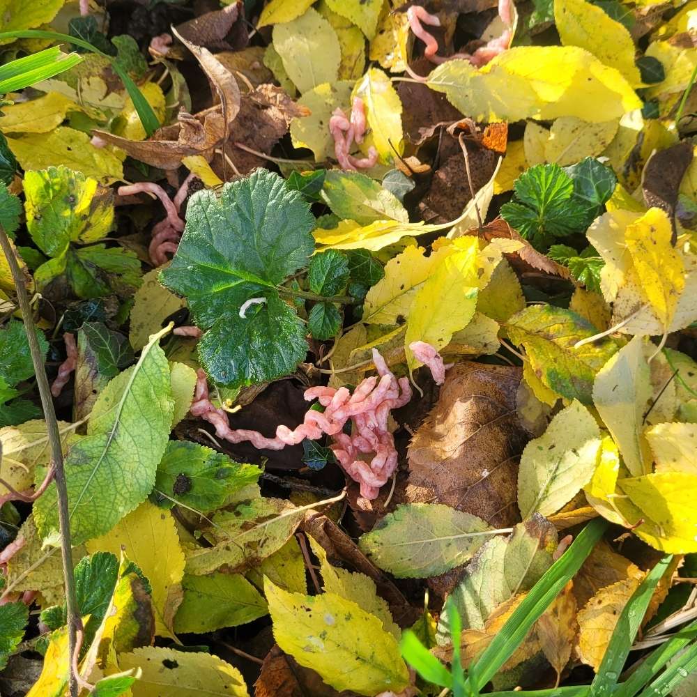 Giftköder-Hackfleisch-Profilbild