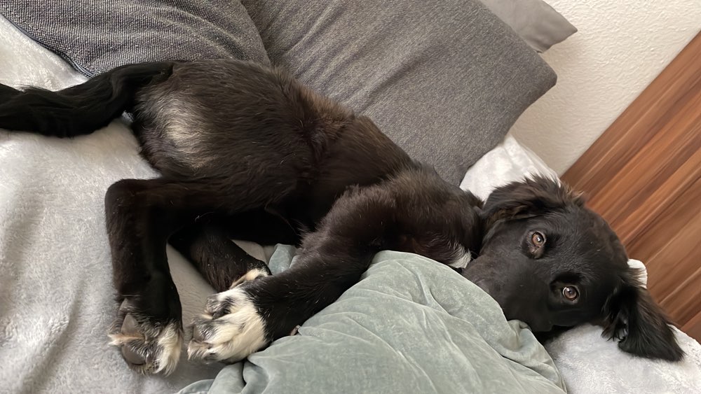 Hundetreffen-Welpen und junghund treffen-Profilbild