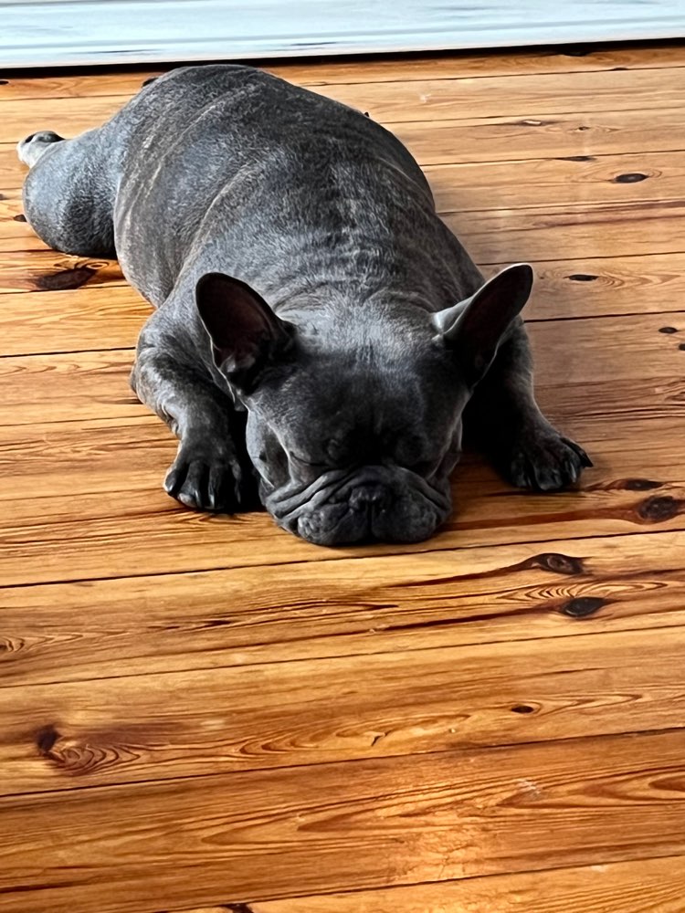 Hundetreffen-Suche Bully zum Playdate-Profilbild