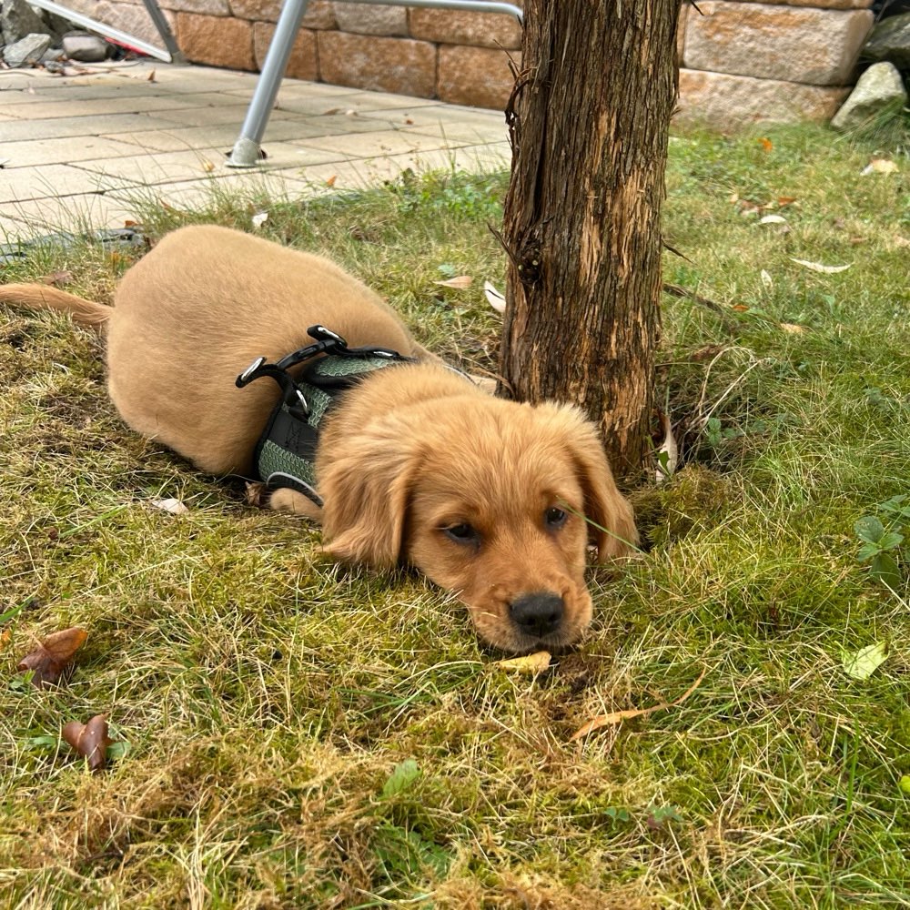 Hundetreffen-Hundebegegnungen-Profilbild