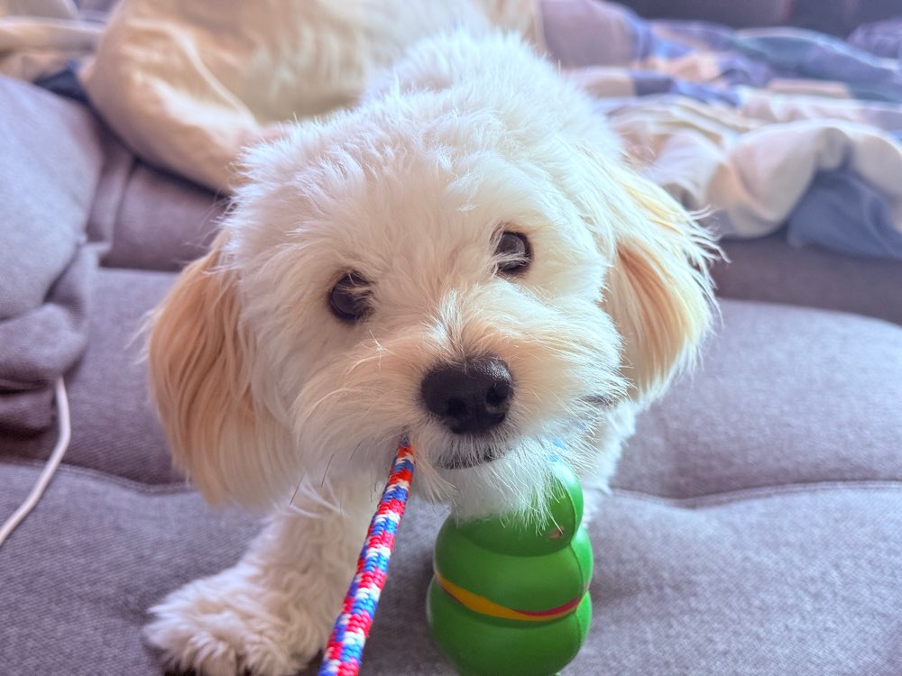 Hundetreffen-Kennenlernen-Profilbild