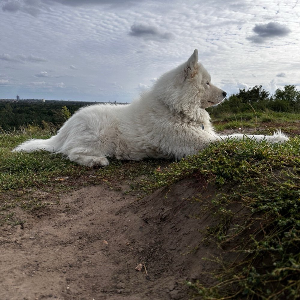 Hundetreffen-Suche mittelgroße bis große Hunde zum Toben-Profilbild