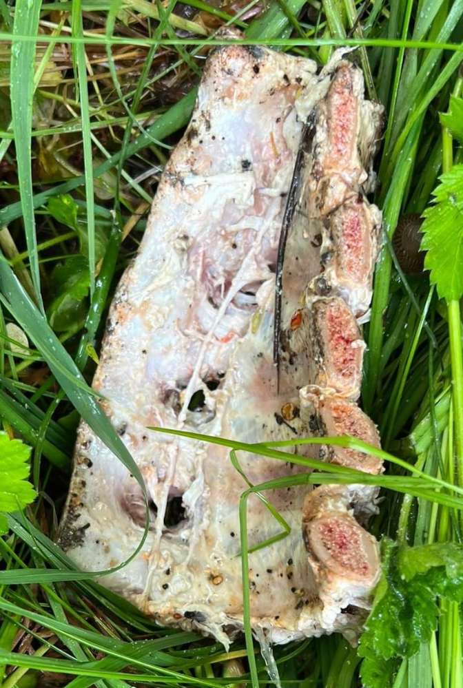 Giftköder-Giftköder-Profilbild