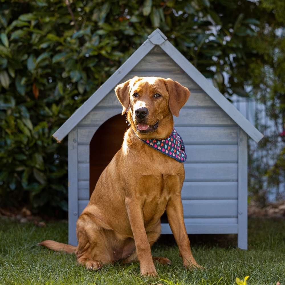 Hundetreffen-Spielkameraden für Labbi Luna-Profilbild
