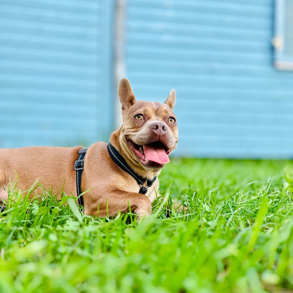 Hundetreffen-Spielpartner- Spieletreff-Profilbild