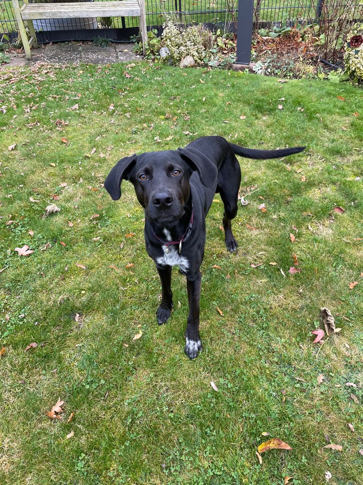 Hundetreffen-Gemeinsame Spaziergänge/Training-Profilbild