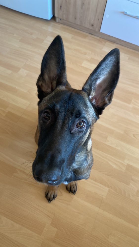 Hundetreffen-Jung-/große Hunde mit selbstsicherem und starkem Charakter gesucht-Profilbild