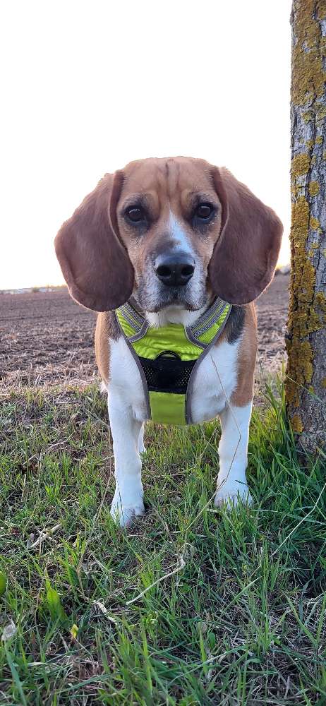Hundetreffen-Gassibegleiter für Wald runde-Profilbild