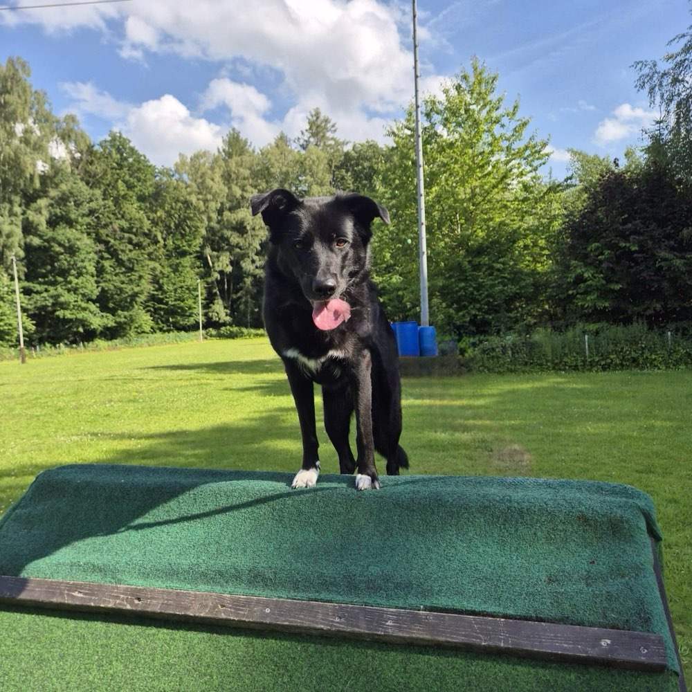 Hundetreffen-Gemeinsame Spaziergänge-Profilbild