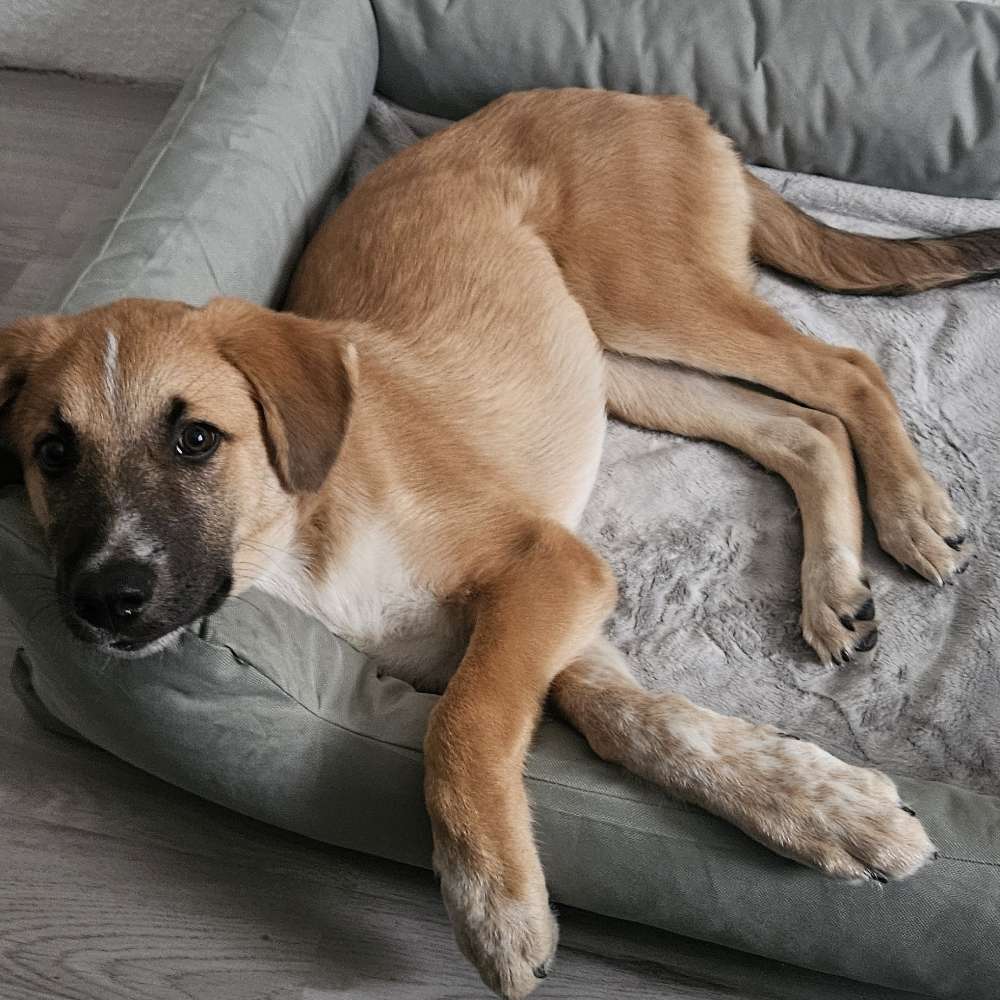 Hundetreffen-Spielgefährten 😊-Profilbild