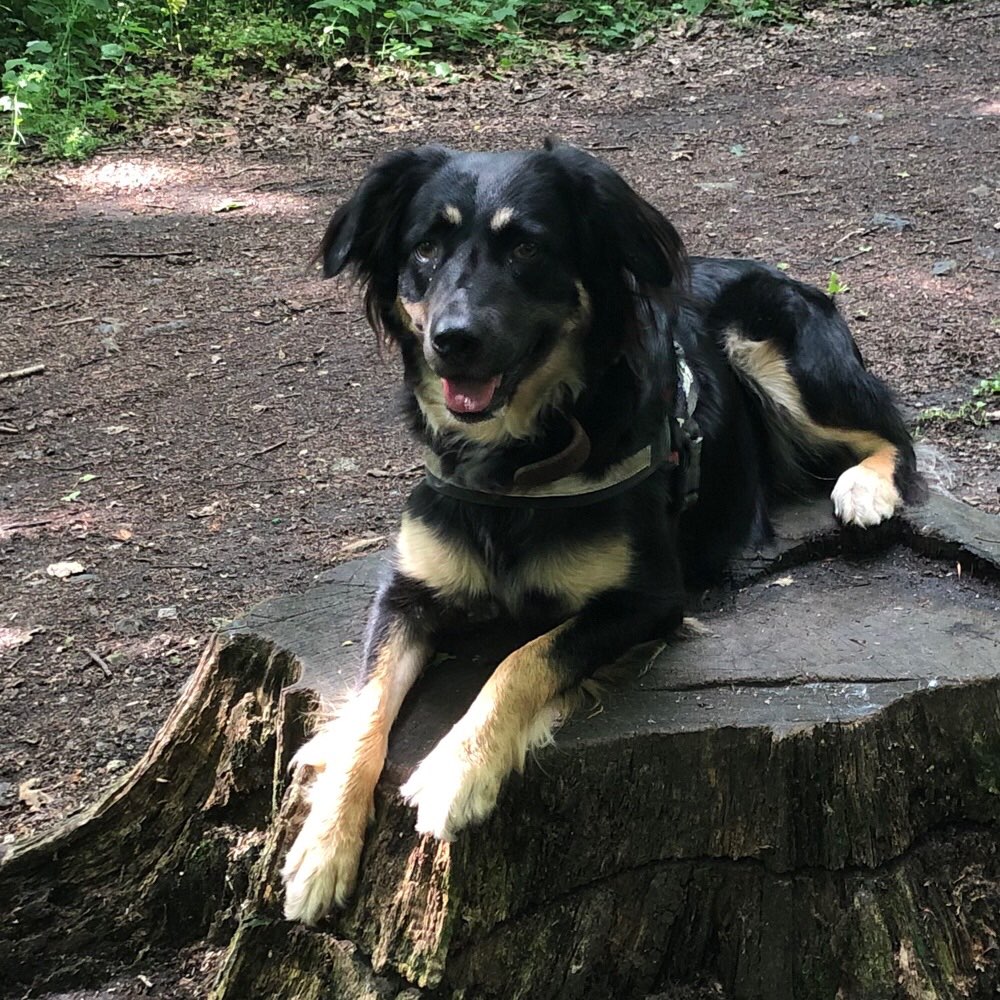 Hundetreffen-Spazieren gehen im Duisburger Süden-Profilbild
