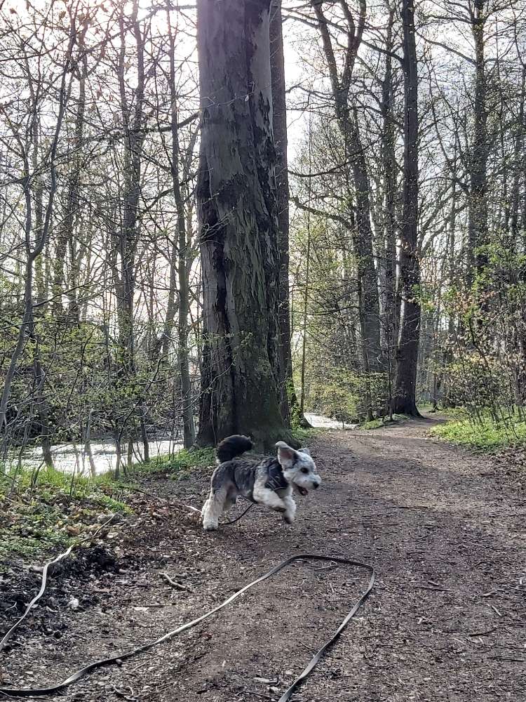 Hundetreffen-Hundetrainer*in gesucht-Profilbild