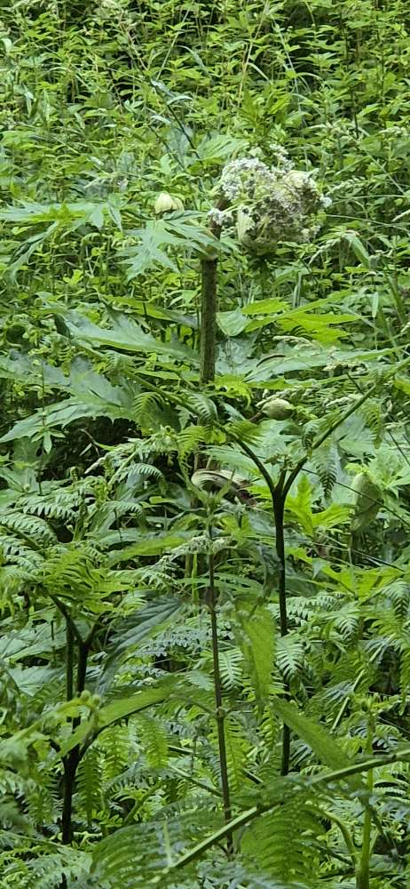 Giftköder-Riesenbärenklau-Profilbild