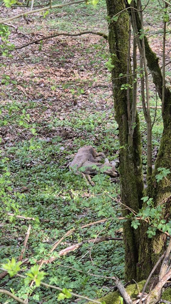 Giftköder-Totes Reh!!!-Profilbild