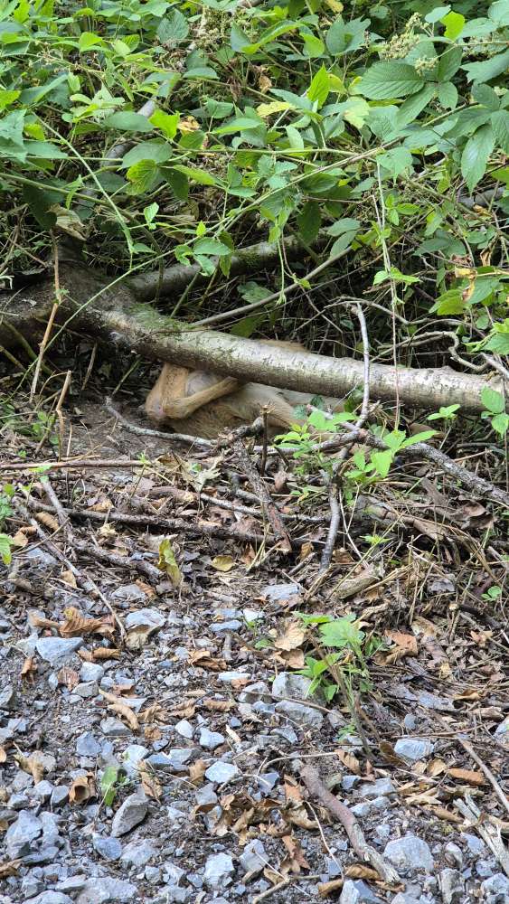 Giftköder-Totes Reh (Bergisch-Nizza) in der Gelpe-Profilbild