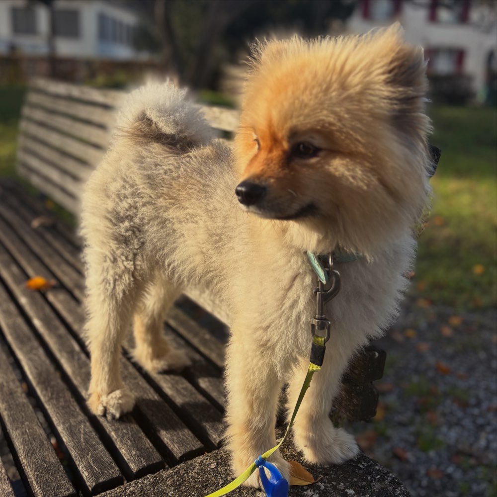 Hundetreffen-zemme chli spile 🫶🏻-Profilbild