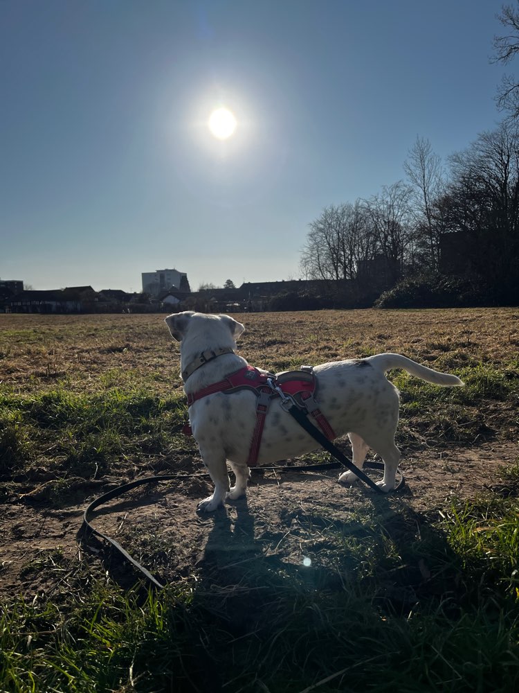 Hundetreffen-Auf der Suche nach Spielgefährten. Kleiner sozialer Tierschutzhund sucht Tierischen Anschluss.-Profilbild
