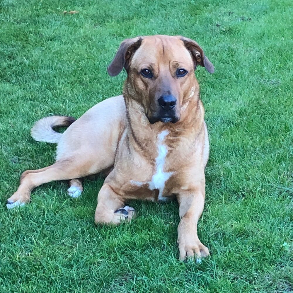 Hundetreffen-Treffen in Rehfelde und Umgebung-Profilbild