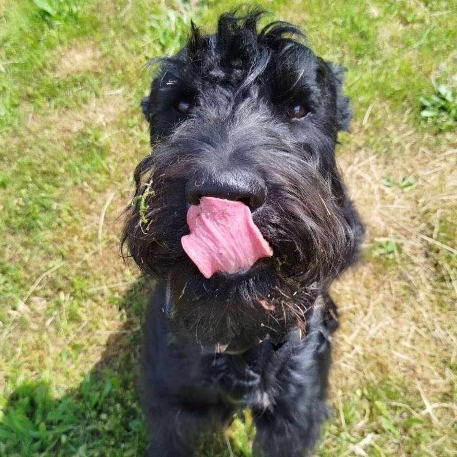 Hundetreffen-Spiel - und Gassifreunde-Profilbild