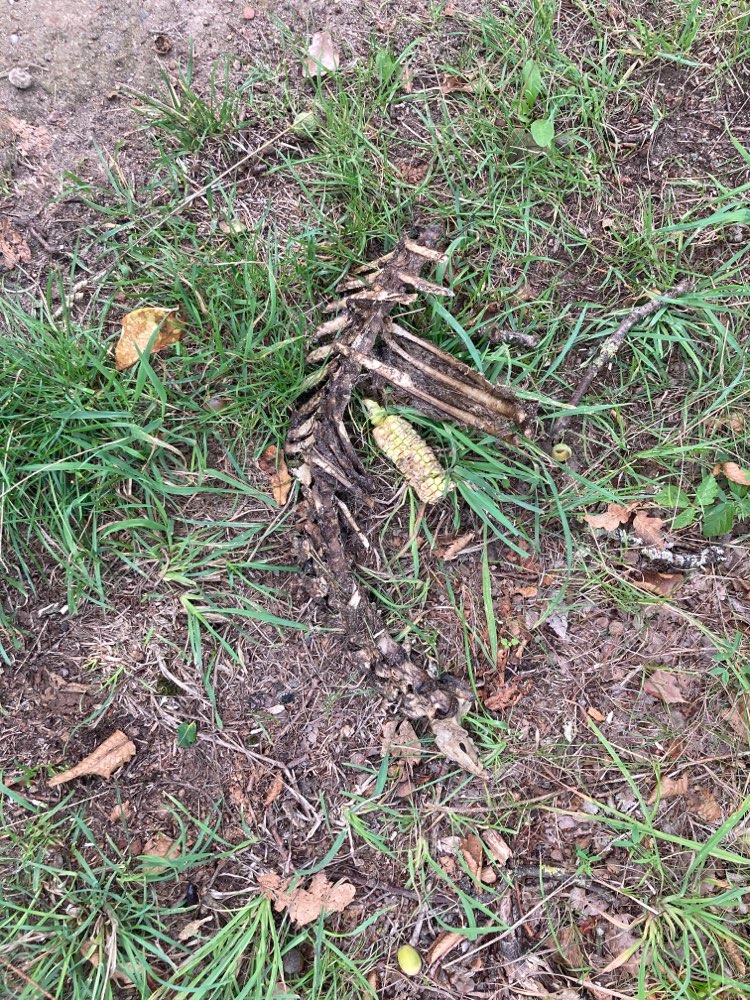 Giftköder-Tierkadaver-Profilbild