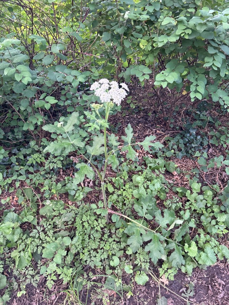 Giftköder-Bärenklau-Profilbild