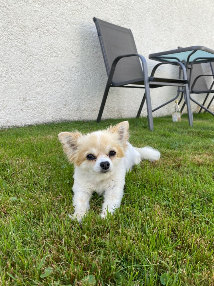 Hundetreffen-entspannte gassi Runden-Profilbild