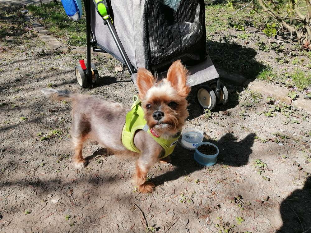 Hundetreffen-Kontakte zu Hunden-Profilbild