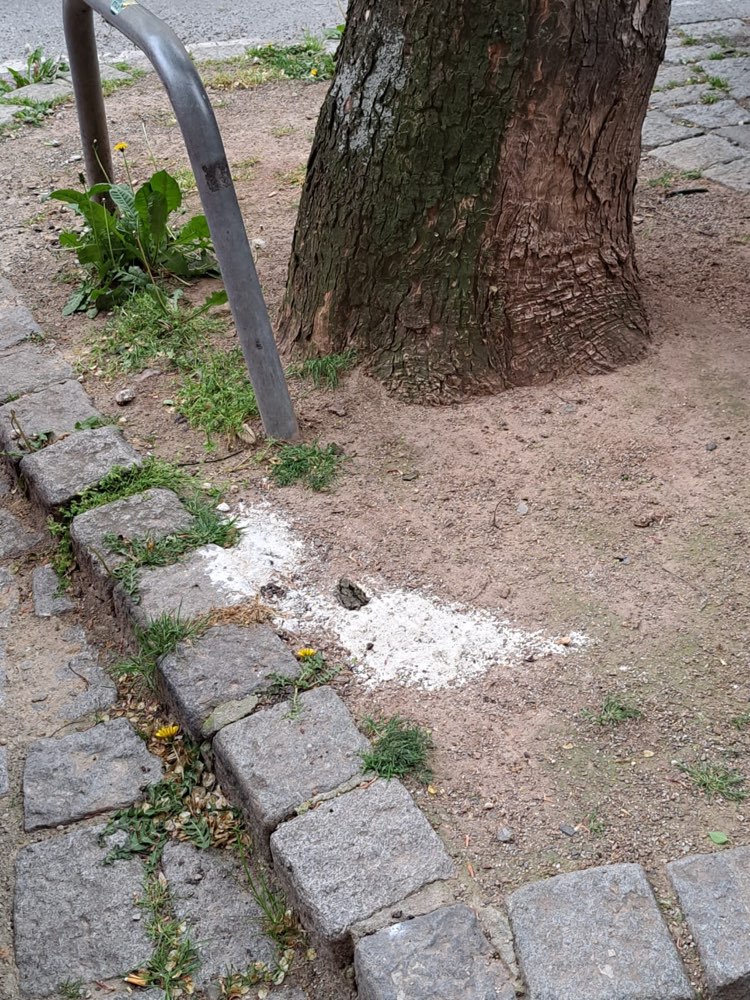 Giftköder-Möglicher Kontaktgift-Profilbild