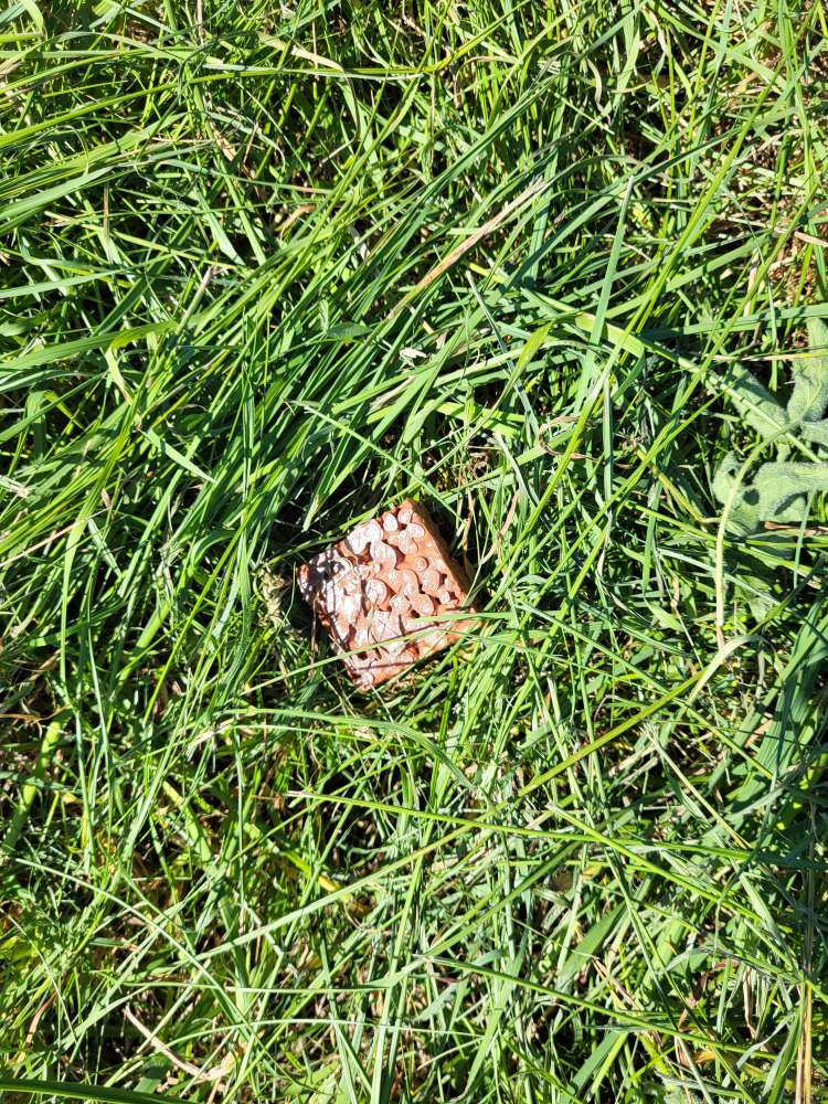 Giftköder-Giftköderverdacht-Profilbild