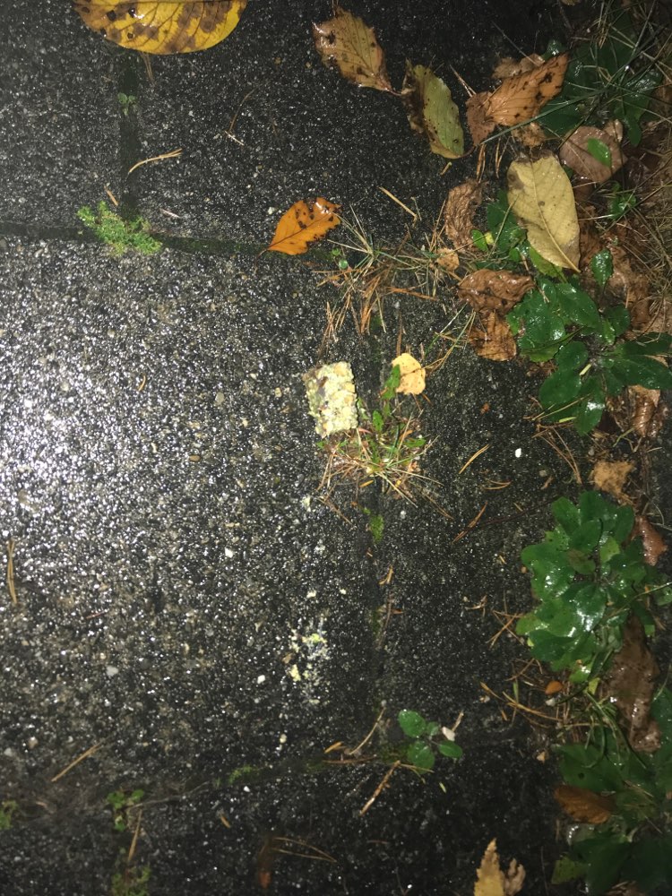 Giftköder-Vermutlich Giftköder-Profilbild