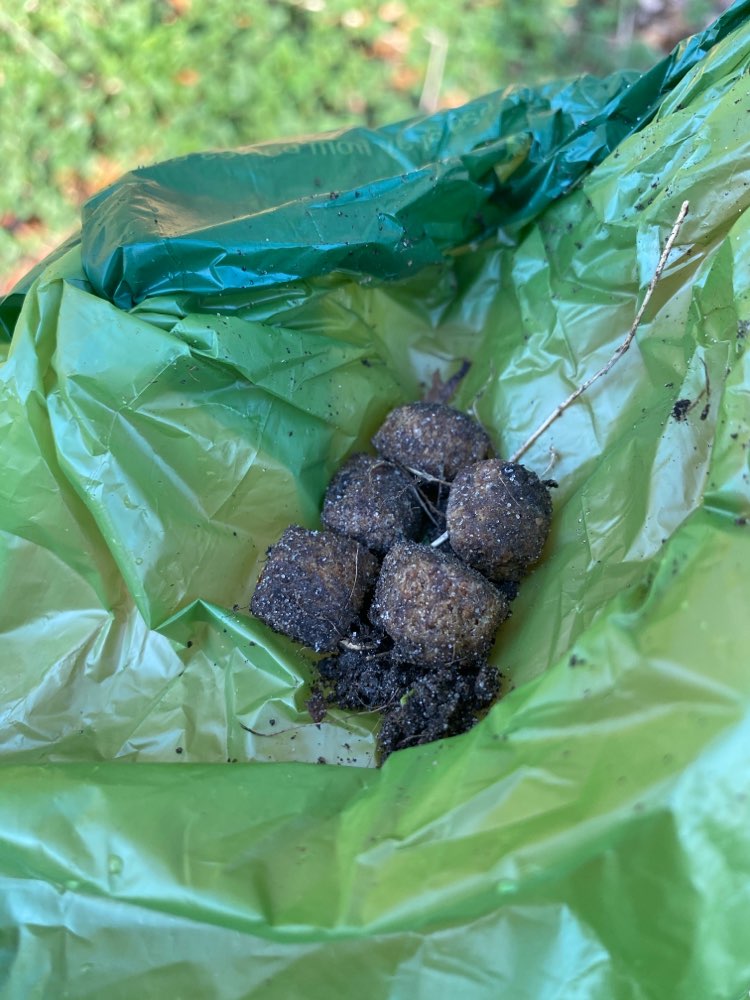 Giftköder-Hundefutter-Profilbild